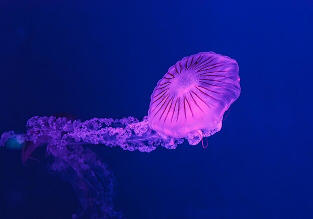 riprese sottomarine di bellissime Chrysaora hysoscella da vicino