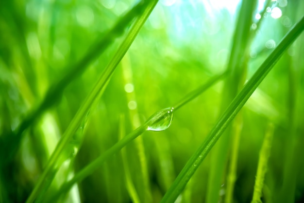 Riprese super macro del primo piano dell'erba verde.