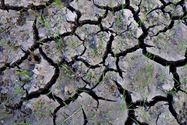 Risaia del suolo di lerciume con la superficie e il materiale del riso dell'albero su risone, sull'albero di riso e sulla foglia verde nel campo