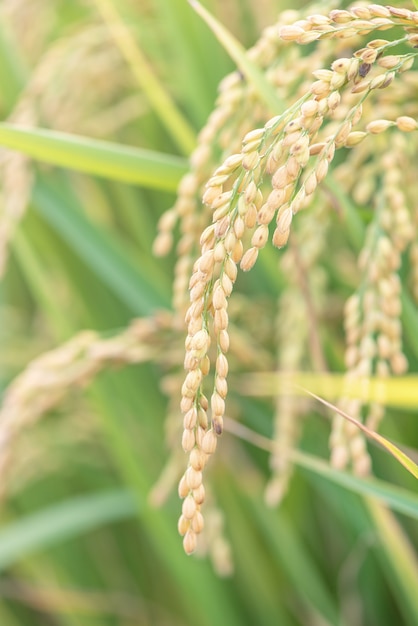 Risaia gialla che ondeggiano durante il giorno del tramonto in Asia. Gambo crudo del raccolto di riso a grana corta, dettagli delle orecchie, concetto di agricoltura biologica, primo piano.