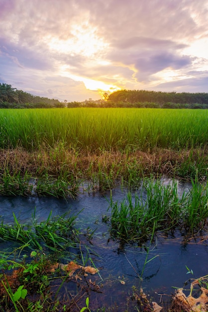 Risaia in campo di riso rurale con cielo nuvoloso alla luce del giorno, campagna rurale di campo verde, risone con campo verde