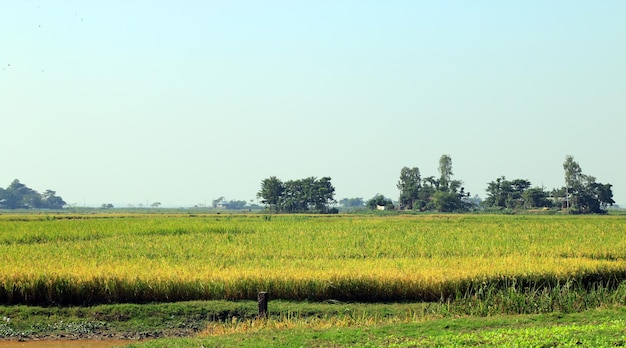 Risaia naturale o campo di riso con bellezza agricola