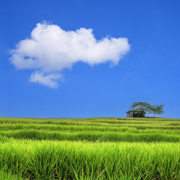 Risaia Paesaggio in bella giornata e cielo