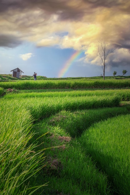 Risaia Paesaggio nel bellissimo arcobaleno nel cielo