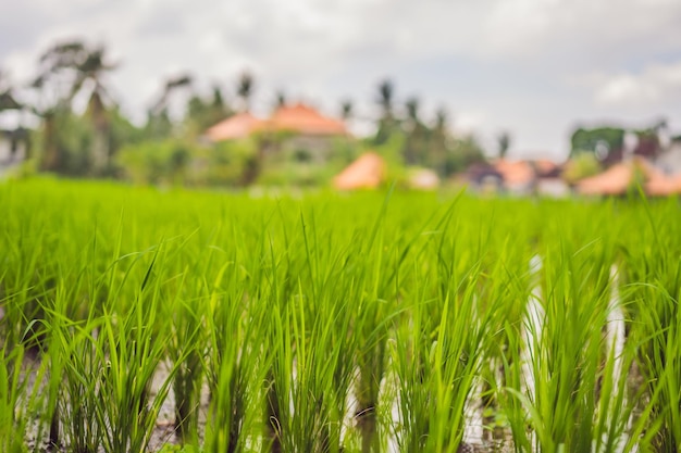 Risaia pittoresca sull'isola di Bali Indonesia Turismo in Asia