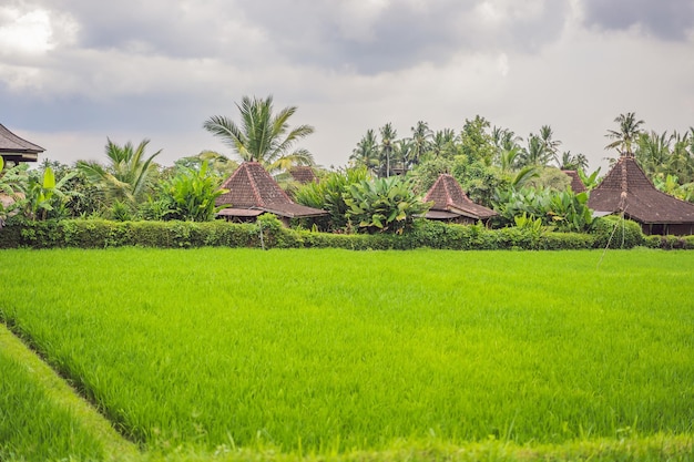 Risaia pittoresca sull'isola di Bali Indonesia Turismo in Asia