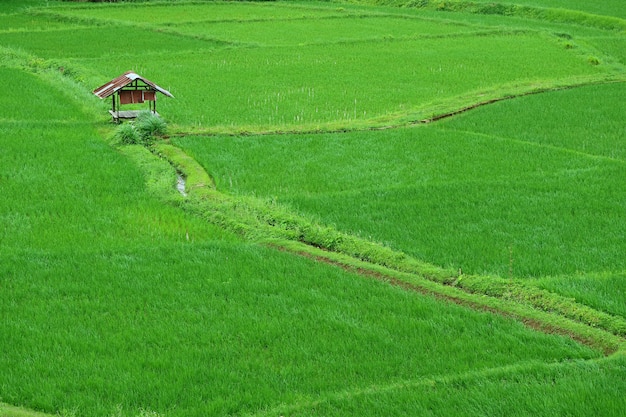 Risaia verde con un padiglione in stile rustico in Thailandia