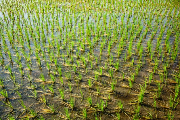 Risaia verde in India