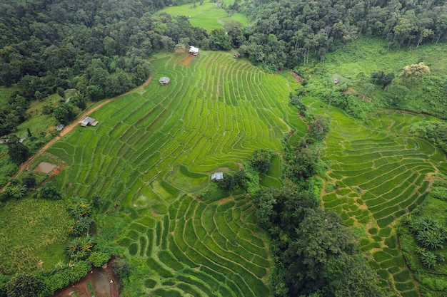 Risaia verde su terrazzamenti e baita