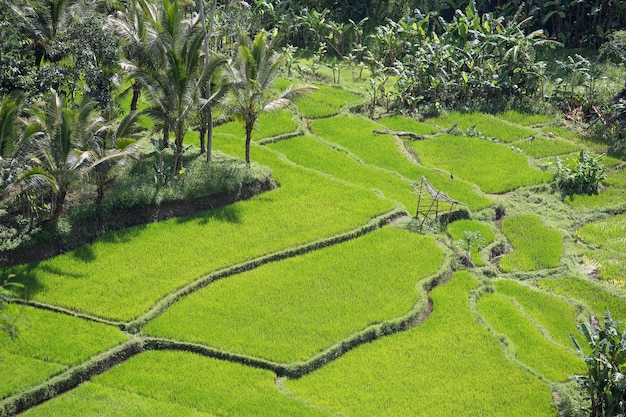 Risaie a terrazza Bali Indonesia