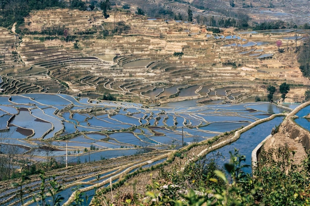 Risaie a terrazze di YuanYang, Cina di mattina