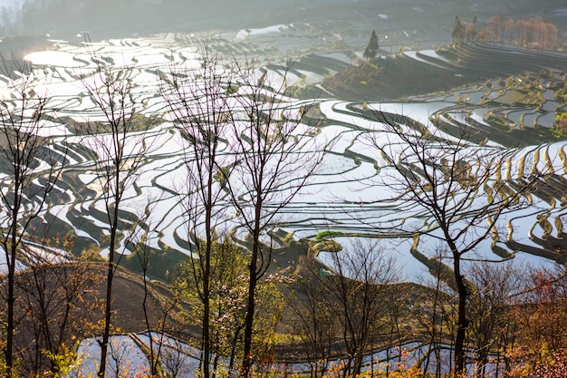 Risaie a terrazze di YuanYang, Cina di mattina