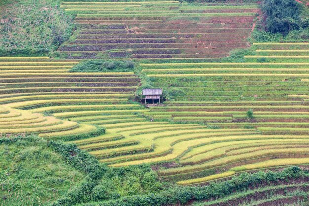 Risaie a terrazze verdi a Mu Cang Chai