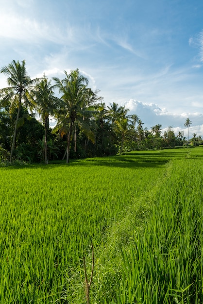 Risaie a Ubud