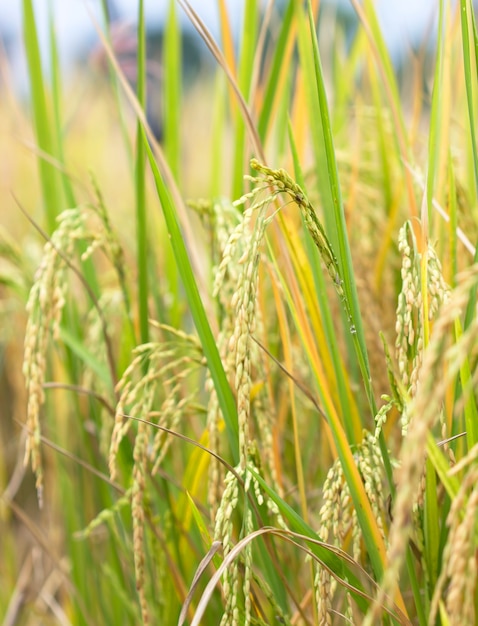 Risaie alimenti naturali