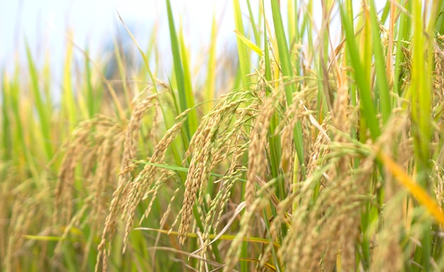 Risaie alimenti naturali