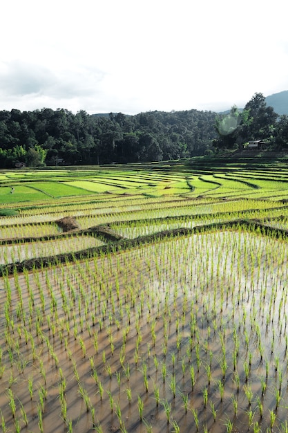 Risaie all'inizio della coltivazione in Asia