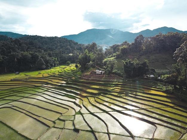 Risaie all'inizio della coltivazione in Asia