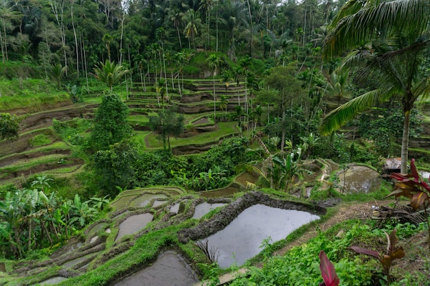 Risaie appena piantate a Ubud