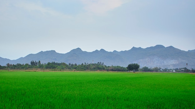 Risaie del gelsomino, stagione secca in Tailandia