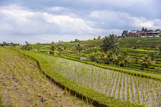 Risaie di Jatiluwih nel sud-est di Bali