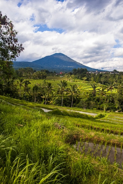 Risaie di Jatiluwih nel sud-est di Bali