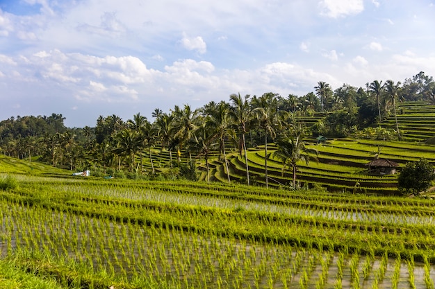 Risaie di Jatiluwih nel sud-est di Bali