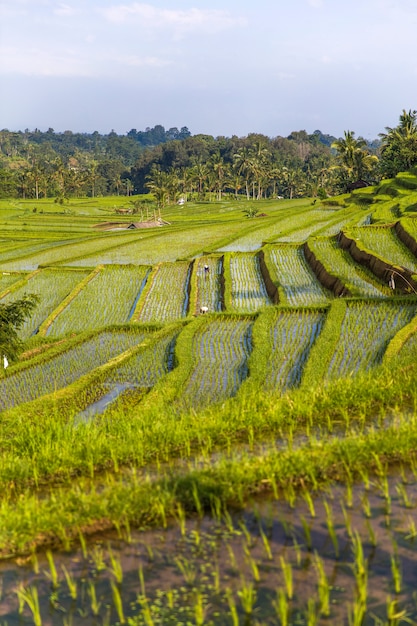 Risaie di Jatiluwih nel sud-est di Bali