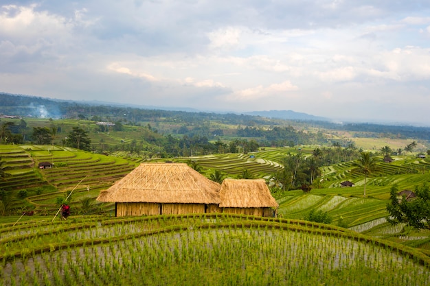 Risaie di Jatiluwih nel sud-est di Bali