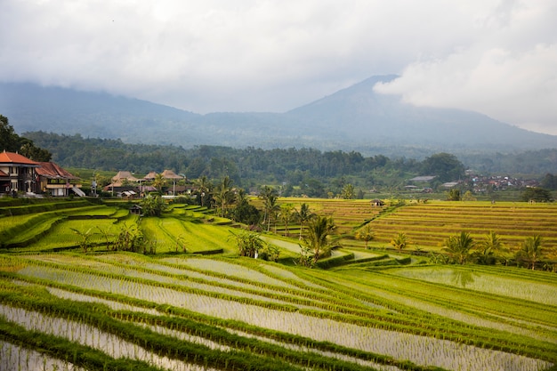 Risaie di Jatiluwih nel sud-est di Bali