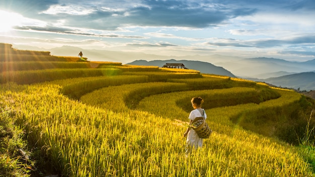 Risaie dorate nella campagna di in Chiang Mai, Tailandia