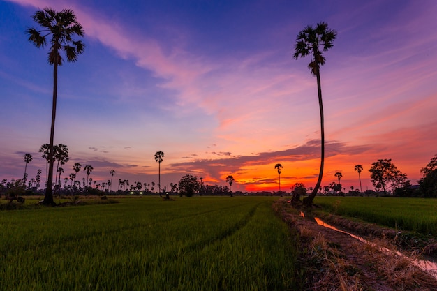 Risaie e palme al tramonto in Pathum Thani, Tailandia