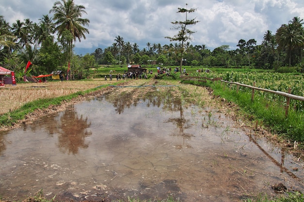 Risaie nel piccolo villaggio dell'Indonesia