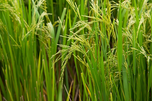 Risaie rigogliose con chicchi di riso pronti a raccogliere