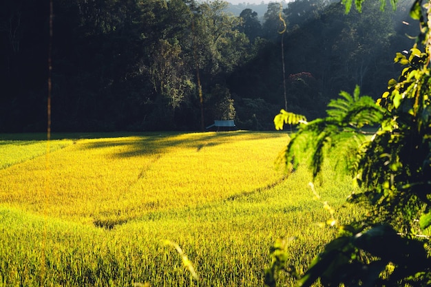 Risaie serali in campagna