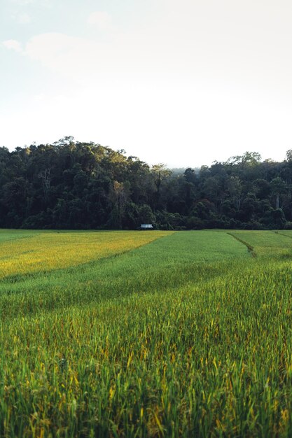 Risaie serali in campagna