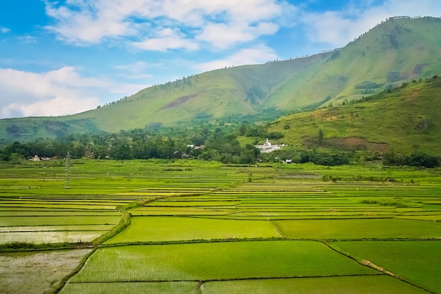 Risaie terrazzate ai tropici di Sumatra in Indonesia