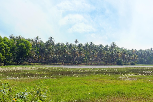 Risaie tra i palmeti Goa India