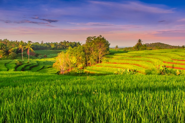 risaie verdi al mattino con il sole che splende, l'Indonesia