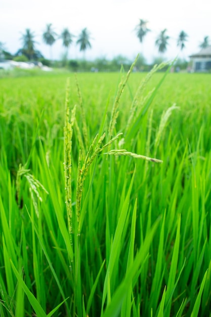 Risaie verdi con alberi di riso nella regione centrale della thailandia