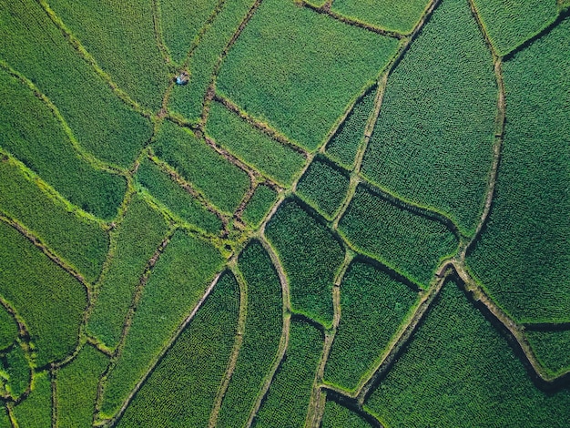 Risaie verdi dall'alto In campagna