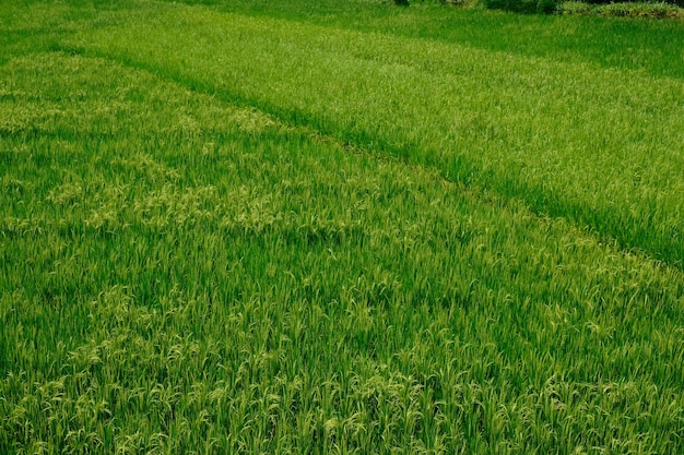 risaie verdi e fertili ai tropici. oriza sativa. Il riso è l'alimento base della maggior parte degli asiatici.