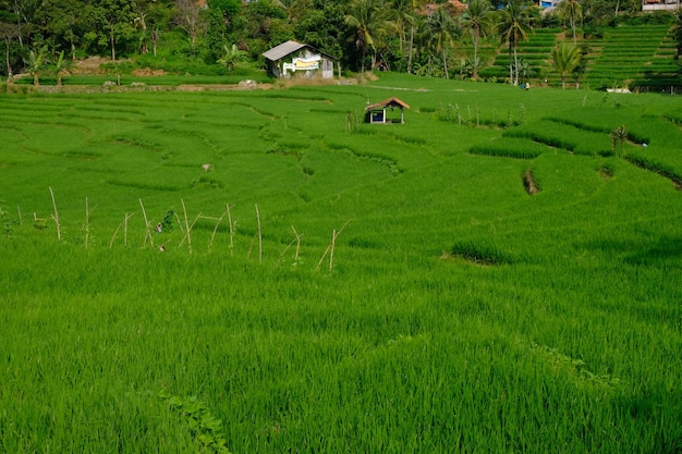risaie verdi e fertili ai tropici. oriza sativa. Il riso è l'alimento base della maggior parte degli asiatici.
