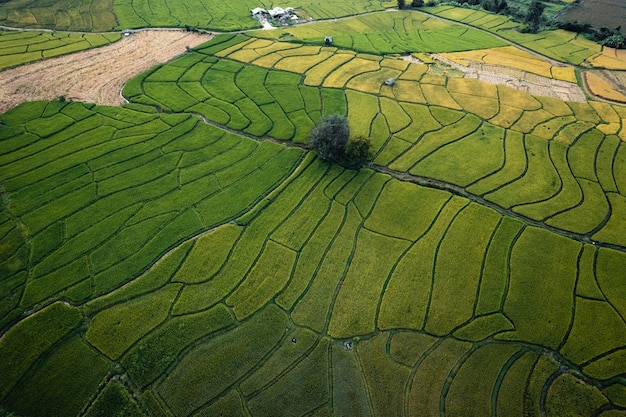 Risaie verdi nella stagione delle piogge In campagna