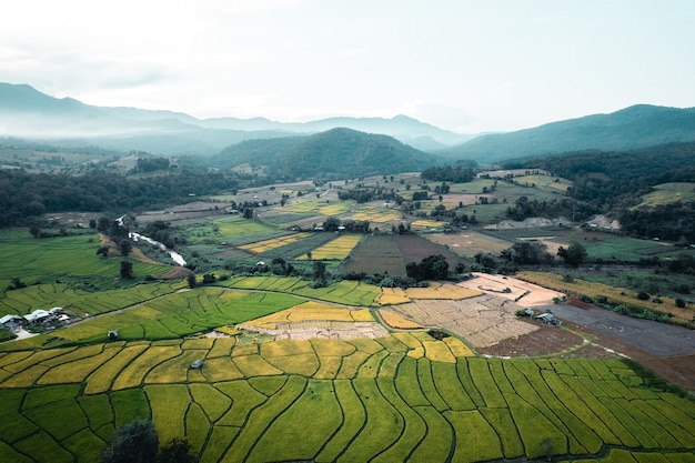 Risaie verdi nella stagione delle piogge In campagna