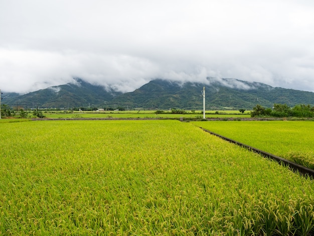 Risaie verdi, nuvole bianche, montagne di Hualien, Taiwan.