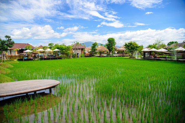 Risaie verdi piantate in un resort la stagione delle piogge nel distretto di Saraphi provincia di Chiang Mai