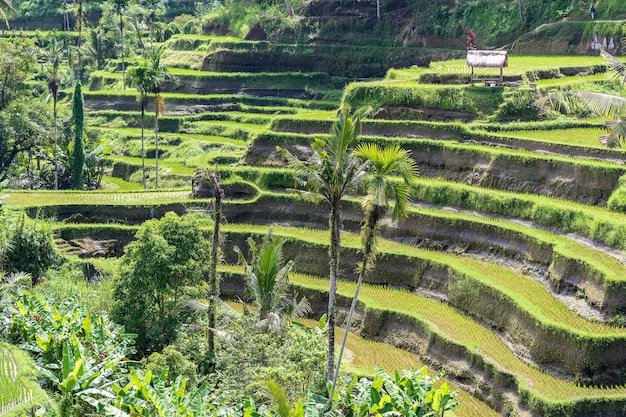 Risaie verdi su terrazze vicino all'isola tropicale di Ubud Bali Indonesia Concetto di natura