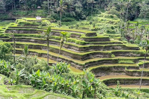 Risaie verdi su terrazze vicino all'isola tropicale di Ubud Bali Indonesia Concetto di natura