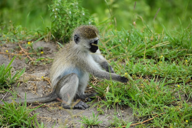 riserva nazionale in Tanzania in Africa un pittoresco parco con animali selvatici